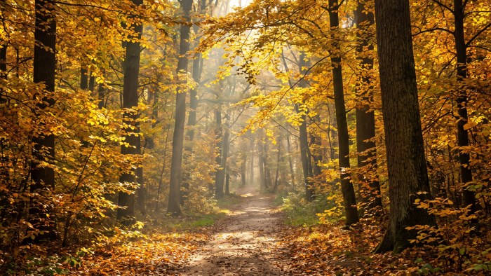 Golden Autumn Forest Path 4K Wallpaper — Nature wallpaper