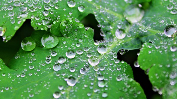 Green Leaf with Water Droplets 4K Wallpaper — Nature wallpaper