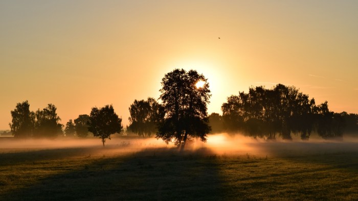 Golden Trees at Sunrise — Sunsets & Sunrises wallpaper