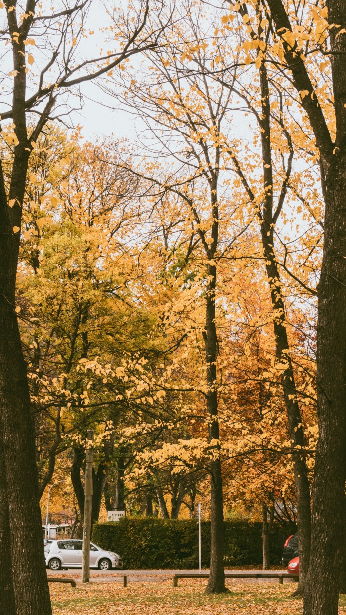 Natural Landscape in Warm Golden Light — Nature wallpaper