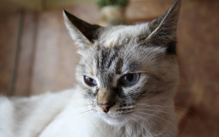 Blue Eyed Cat Portrait Wallpaper — Animals wallpaper