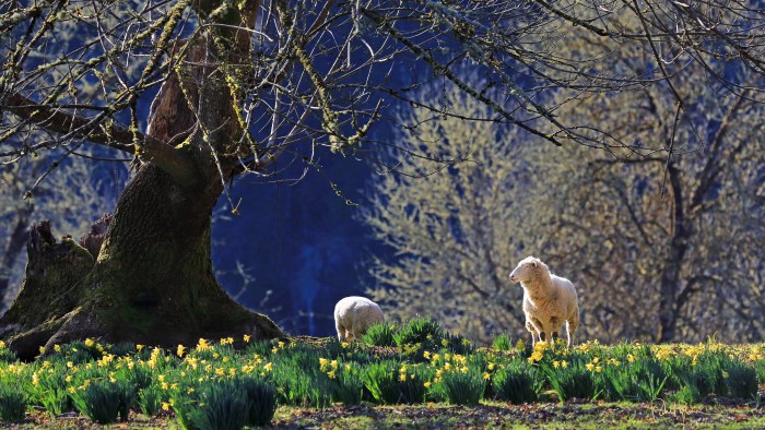 Deer in a Spring Forest 4K Wallpaper — Nature wallpaper