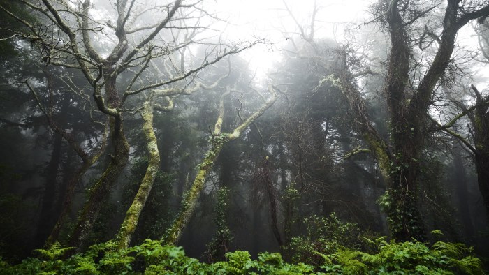 Misty Ancient Forest 4K Wallpaper — Nature wallpaper