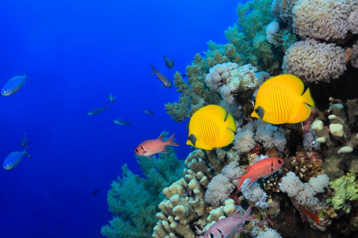 Cool-Toned Ocean with Coral Reef — Underwater wallpaper