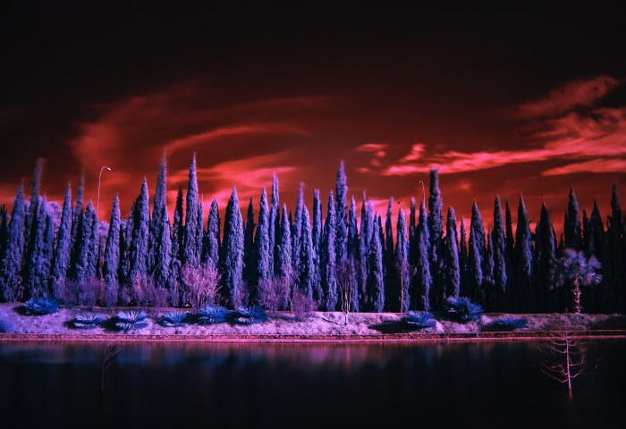 Cypress Trees Lake Infrared Wallpaper — Nature wallpaper