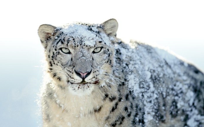 Snow Leopard Portrait Wallpaper — Animals wallpaper