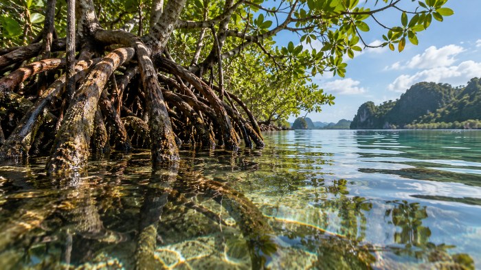 Mangrove Roots Lagoon 4K Wallpaper — Nature wallpaper