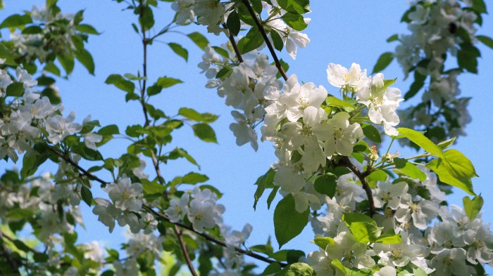 White Spring Blossoms Wallpaper — Macro / Biophilic Nature wallpaper