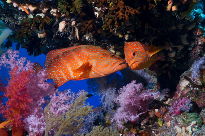 Ocean and Coral Reef in Natural Light — Underwater wallpaper