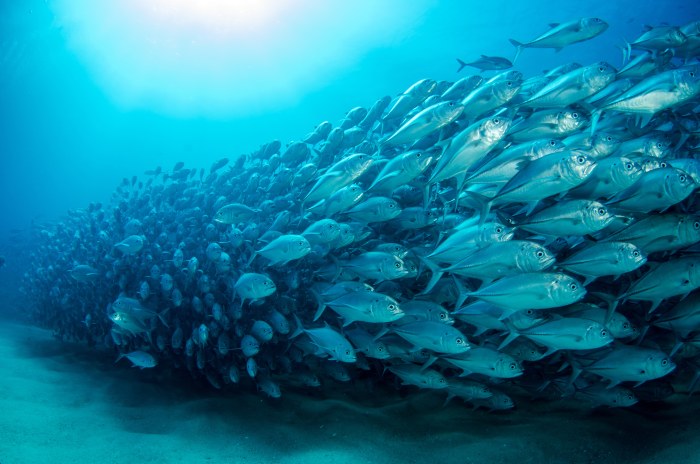 Ocean in Cool Teal Light — Underwater wallpaper