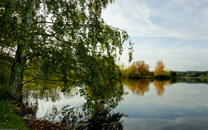 Birch Trees Along a Calm Lake Wallpaper — Nature wallpaper