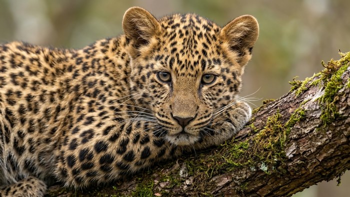 Leopard Portrait 4K Wallpaper — Animals wallpaper
