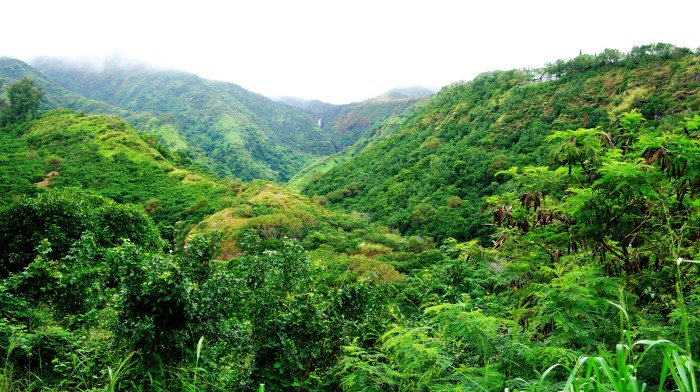 Rainforest Hills — Nature wallpaper