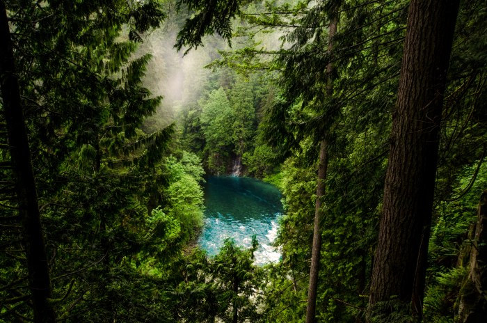 Forest Pool Among Pines — Nature wallpaper