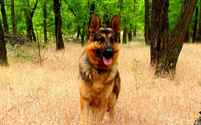 German Shepherd in a Forest Wallpaper — Animals wallpaper