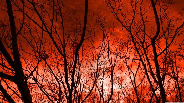 Trees and Sky in Crimson Light — Sunsets & Sunrises wallpaper