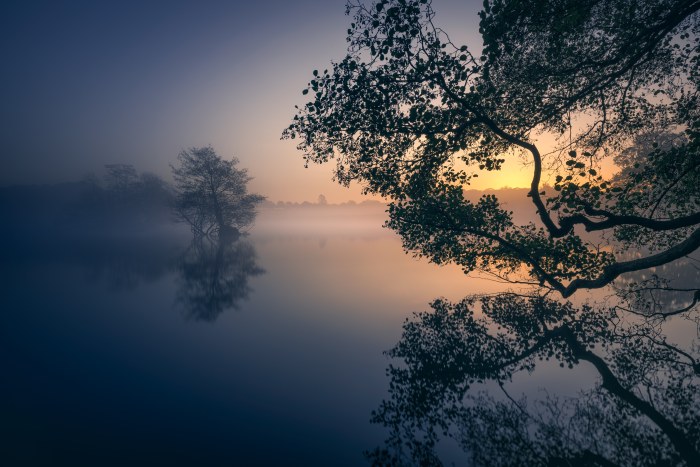 Morning Mist and a Leaning Tree — Nature wallpaper