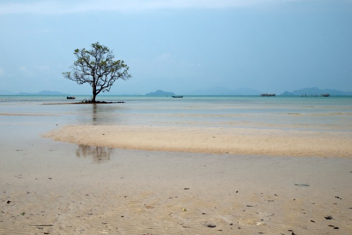 Lone Tree in a Lagoon, Koh Mak — Ocean & Beach wallpaper