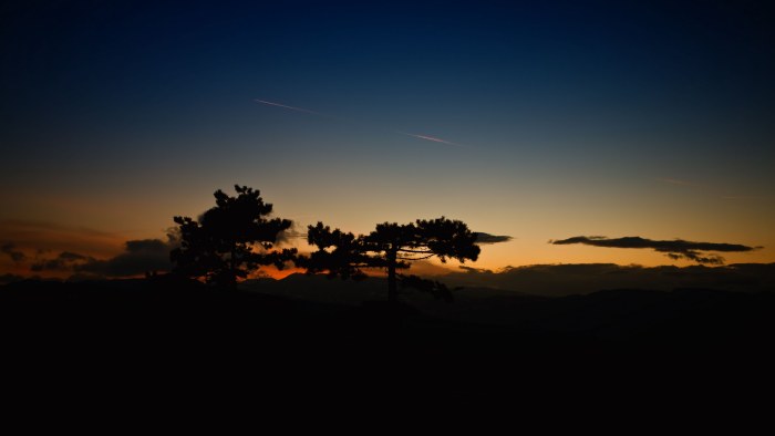 Trees and Sky in Natural Light — Sunsets & Sunrises wallpaper