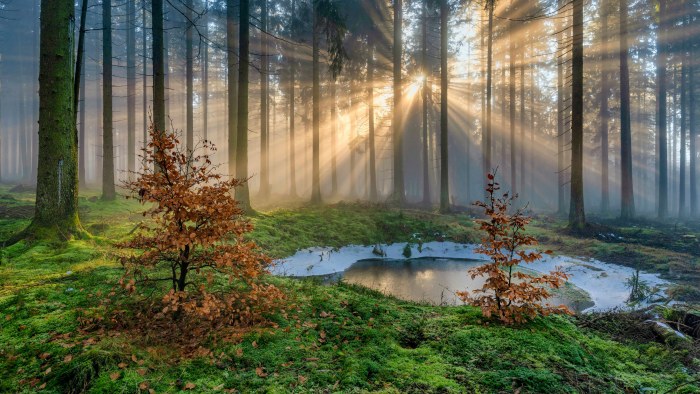 Sunlit Forest Pond in Mist — Nature wallpaper