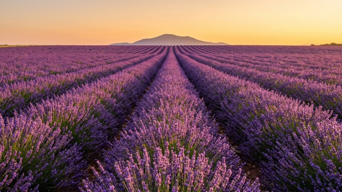 Lavender Fields at Sunset 4K Wallpaper — Nature wallpaper
