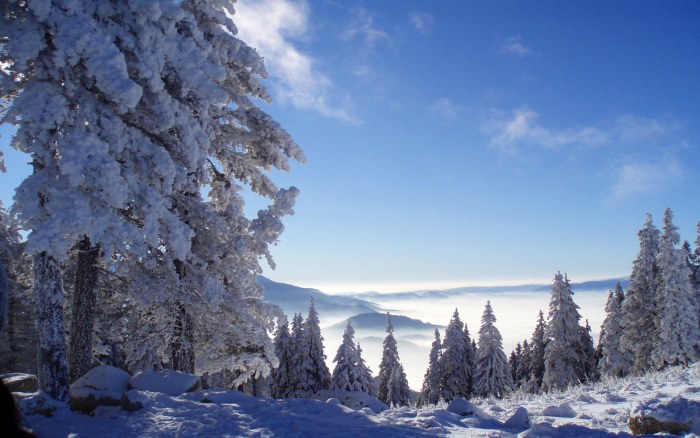 Snowy Forest Beneath a Blue Sky Wallpaper — Nature wallpaper