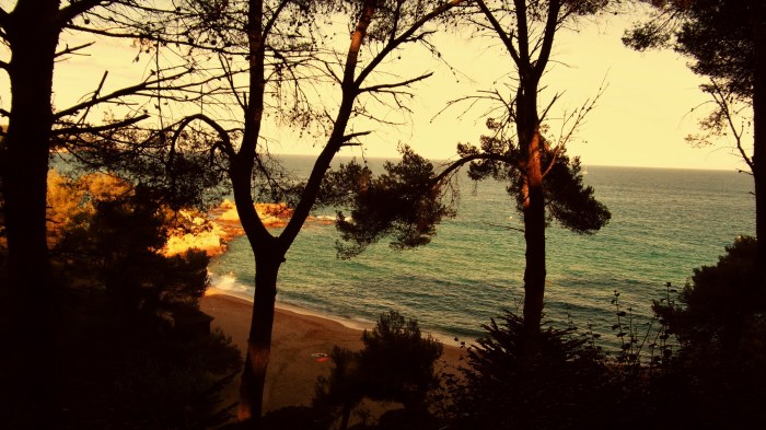 Beach Trees at Golden Hour — Ocean & Beach wallpaper