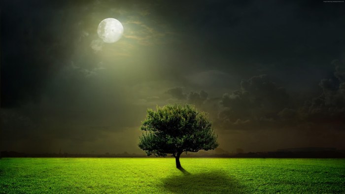Nighttime Moon with Meadow — Nature wallpaper
