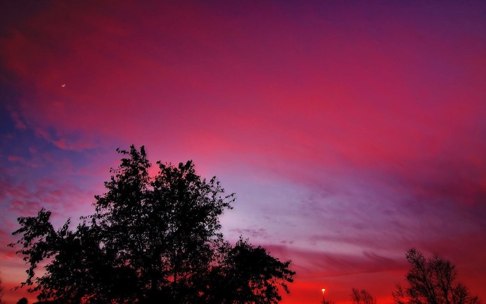 Magenta Evening Sky Above Trees Wallpaper — Nature wallpaper