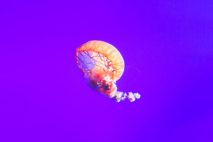 Ocean in Cool Purple Light — Underwater wallpaper