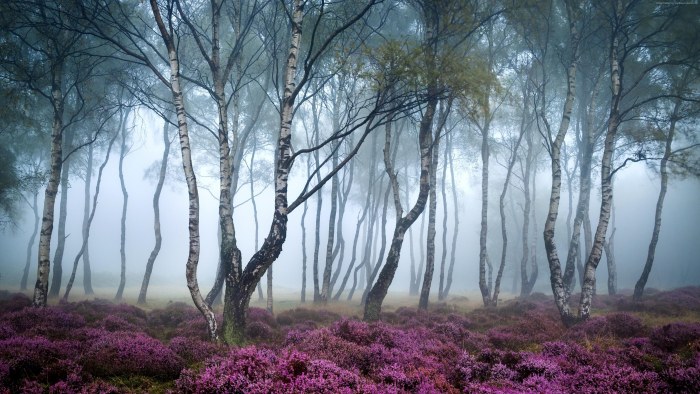 Misty Forest with Purple Heather — Forest wallpaper