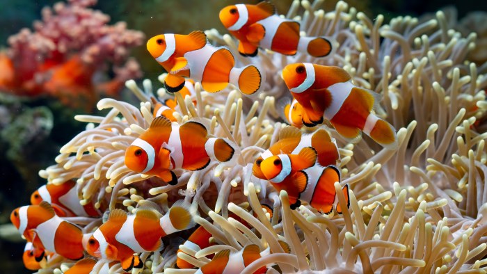 Ocean in Warm Olive Light — Underwater wallpaper