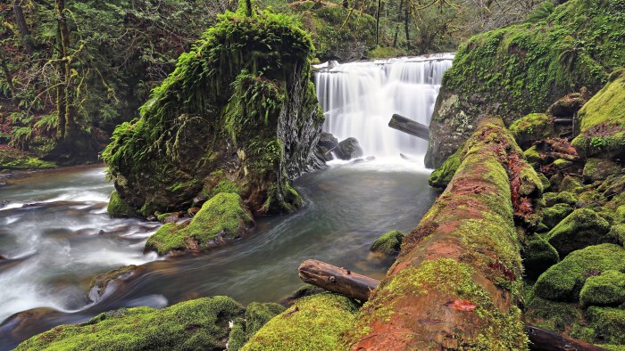 Mossy Forest Stream 4K Wallpaper — Nature wallpaper