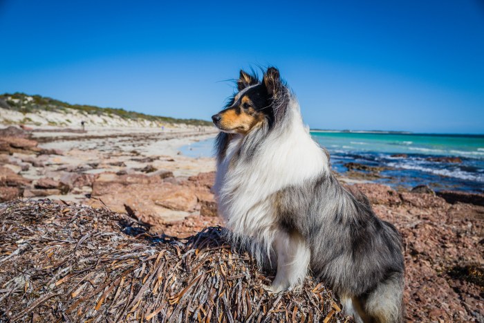 Shetland Sheepdog on the Beach — Animals wallpaper