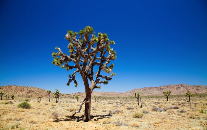 Joshua Tree Under a Blue Sky Wallpaper — Nature wallpaper