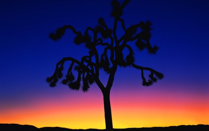 Lone Tree Silhouette at Sunset Wallpaper — Minimal wallpaper