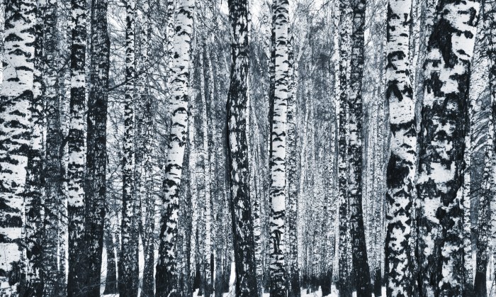 Black and White Birch Forest — Forest wallpaper