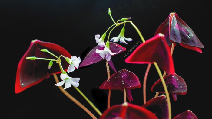 Orchids and Red Glass on Black 4K Wallpaper — Nature wallpaper