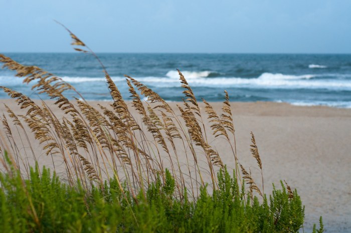 Beach Grass on the Dunes — Ocean & Beach wallpaper