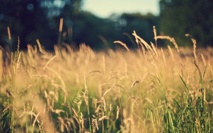 Warm-Toned Meadow Desktop Background — Nature wallpaper