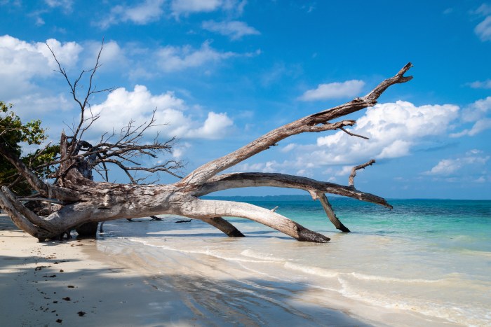 Bleached Driftwood at Havelock Island — Ocean & Beach wallpaper