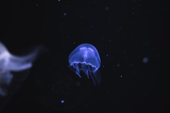 Ocean in Dark Natural Light — Underwater wallpaper