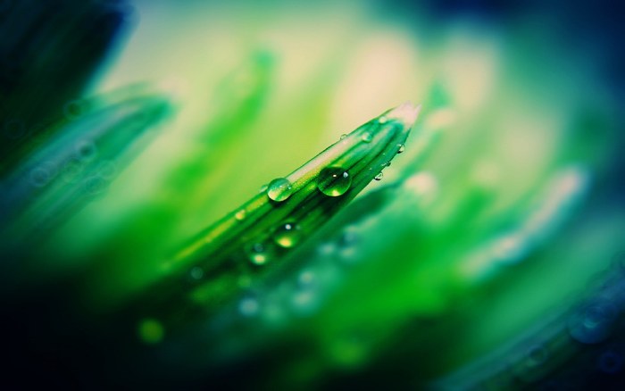 Green Leaf with Water Droplets Wallpaper — Macro / Biophilic Nature wallpaper