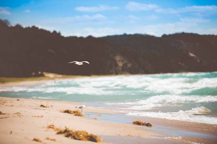 Seagull Over the Surf — Ocean & Beach wallpaper