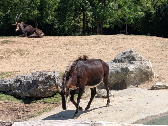 Sable Antelope — Animals wallpaper