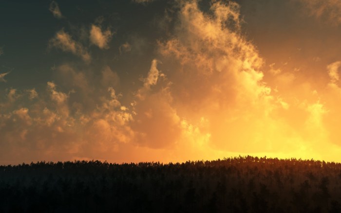Golden Clouds Above a Forest Wallpaper — Nature wallpaper