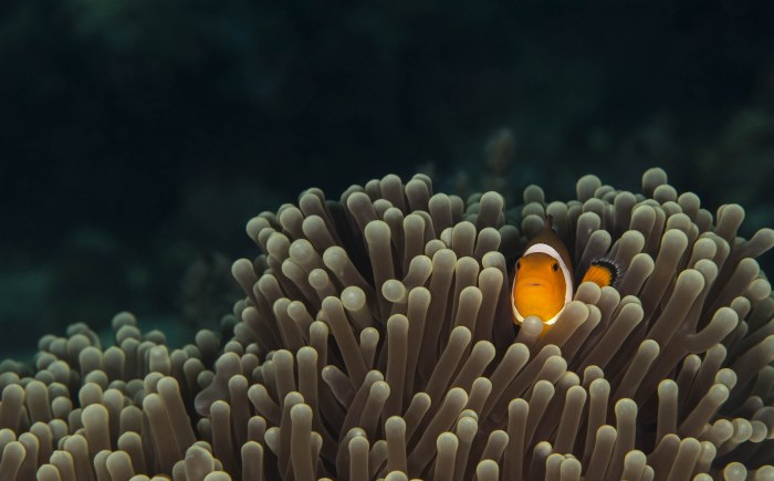 Ocean in Moody Natural Light — Underwater wallpaper
